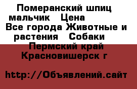 Померанский шпиц, мальчик › Цена ­ 35 000 - Все города Животные и растения » Собаки   . Пермский край,Красновишерск г.